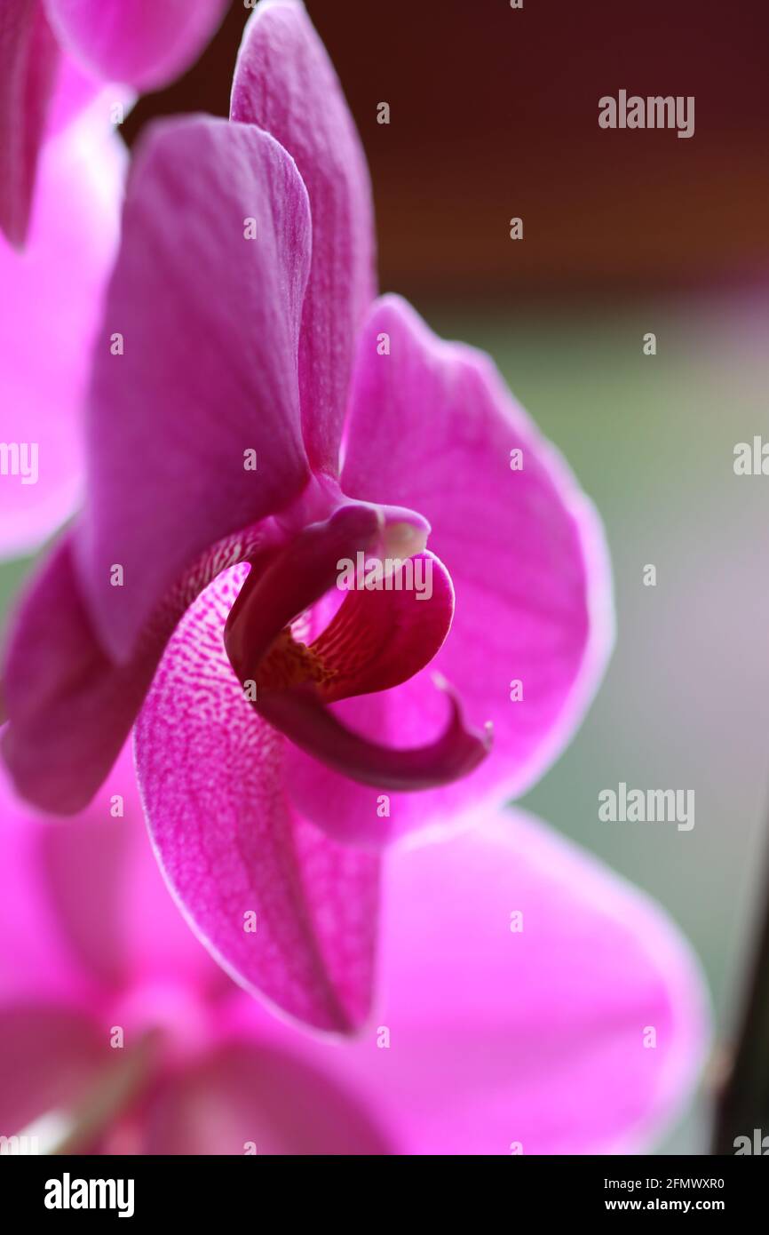 Eine purpurne Orchidee Stockfoto
