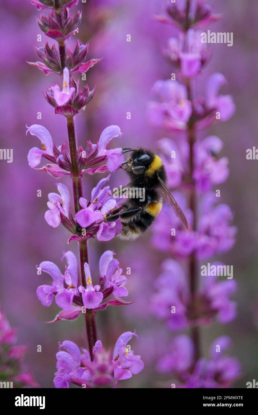 Eine Biene auf einer Salvia-Pflanze sammelt Pollen. Stockfoto
