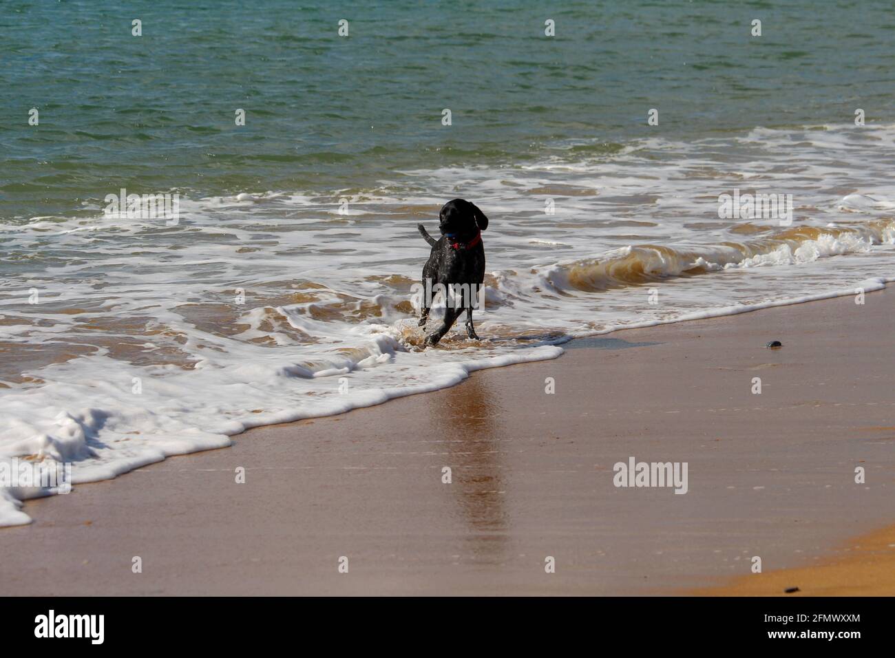 Dieser Hund hat Spaß am Strand Stockfoto