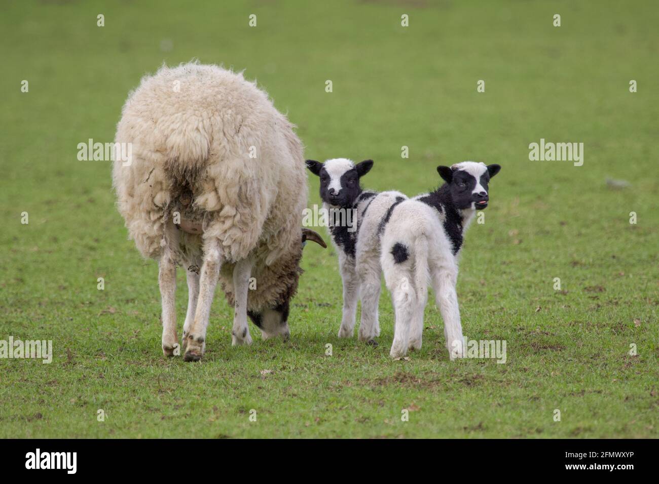 Frühlingslämmer mit Mama auf dem Feld. Stockfoto
