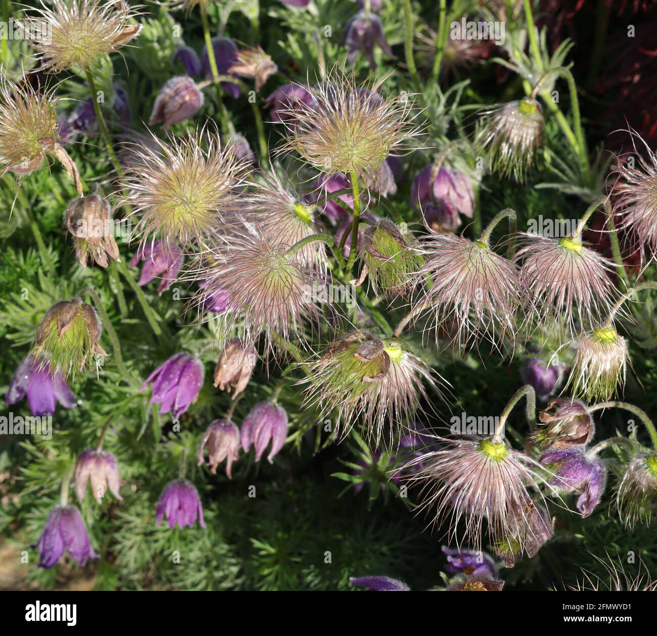 Im Garten sind seidige Samen und Fruchtköpfe der Pasquenblume zu sehen. Stockfoto