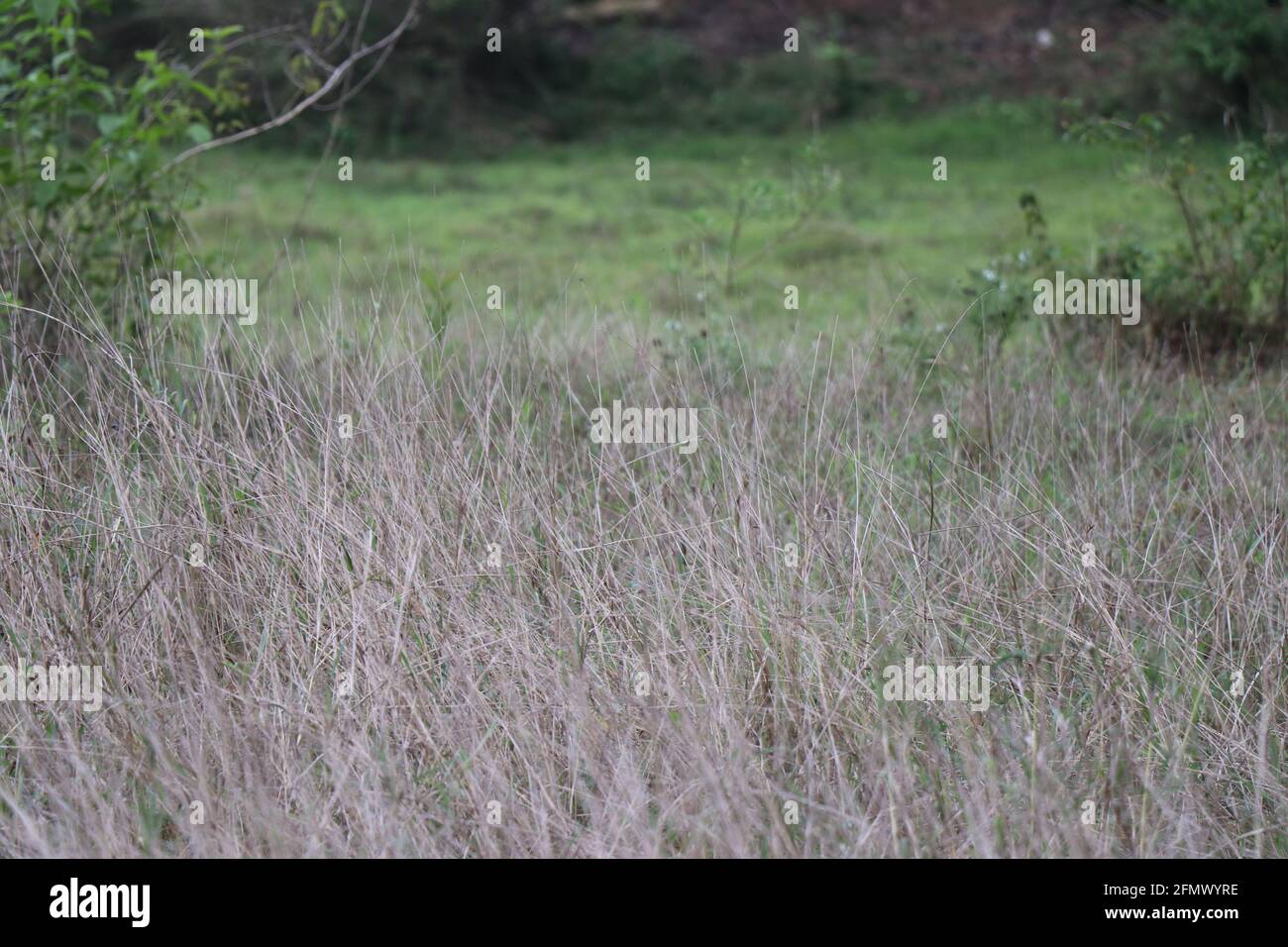 Trockenes grünes Gras überwuchert mit frischer Wiese aus grünem Gras Auf dem Hintergrund in einem verlassenen landwirtschaftlichen Feld Stockfoto