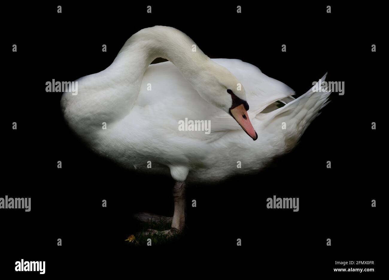 Vor dem steht ein weißer, schöner und eleganter Schwan Ein dunkler Hintergrund in der Wiese und beugt sich den Kopf Und Nacken zurück Stockfoto