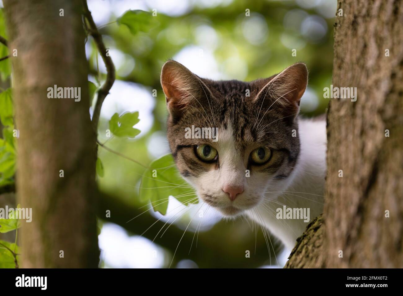 Katze sitzt im Baum zwischen dem Laub auf einem dicken Ast und starrt mit einem fesselnden Blick auf die Kamera. Konzentrieren Sie sich auf den Kopf und die Schnurrhaare des Tieres Stockfoto