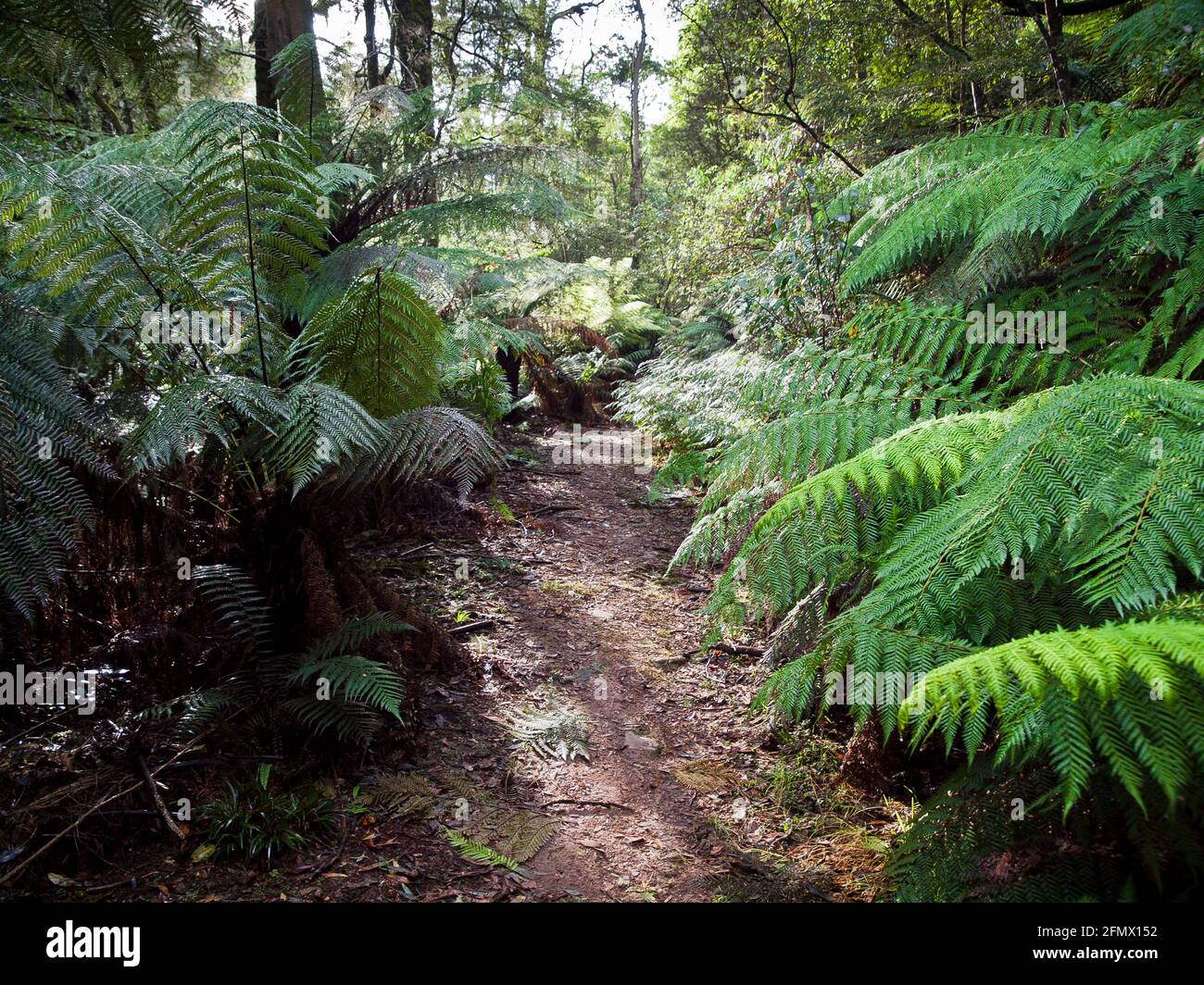 Baumfarne (Dicksonia antarctica) und Wanderweg, Toolangi State Forest, Victoria, Australien. Stockfoto