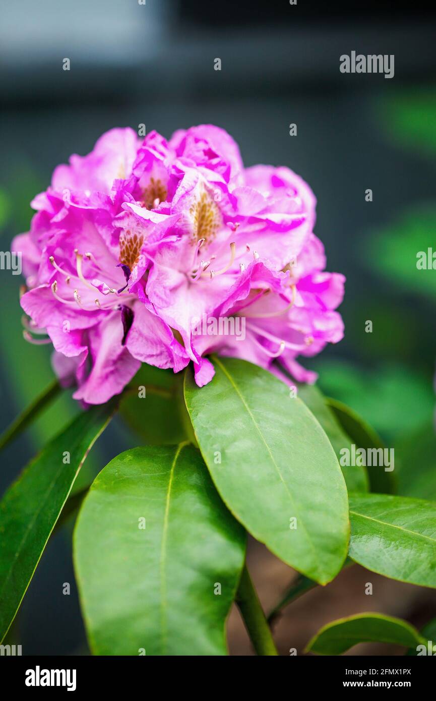 Rhododendron 'Minnetonka'-Busch blüht im Frühjahr mit selektivem Fokus und extrem unscharfem Hintergrund. Stockfoto