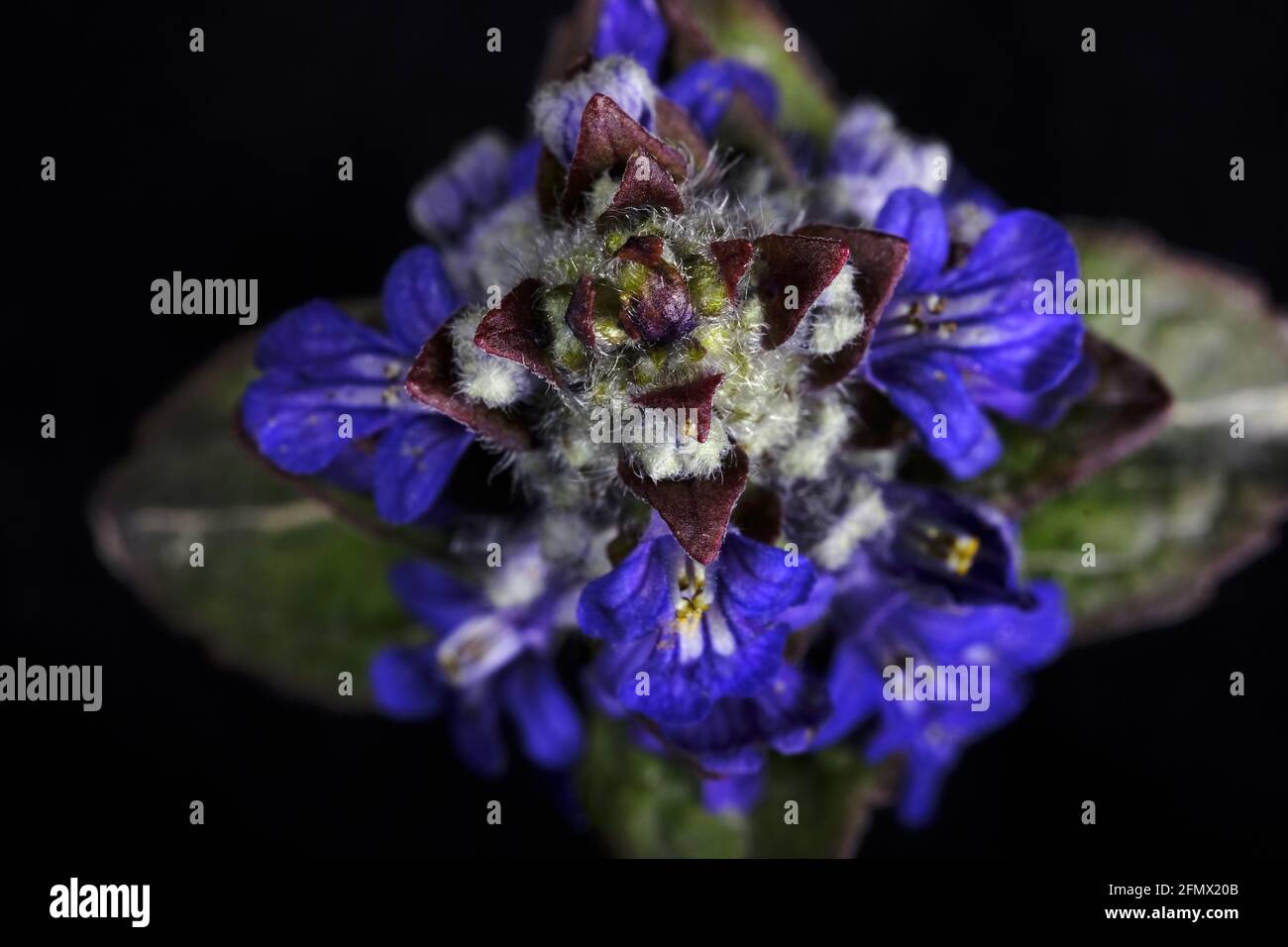 Ajuga von oben nach unten geschossen Stockfoto