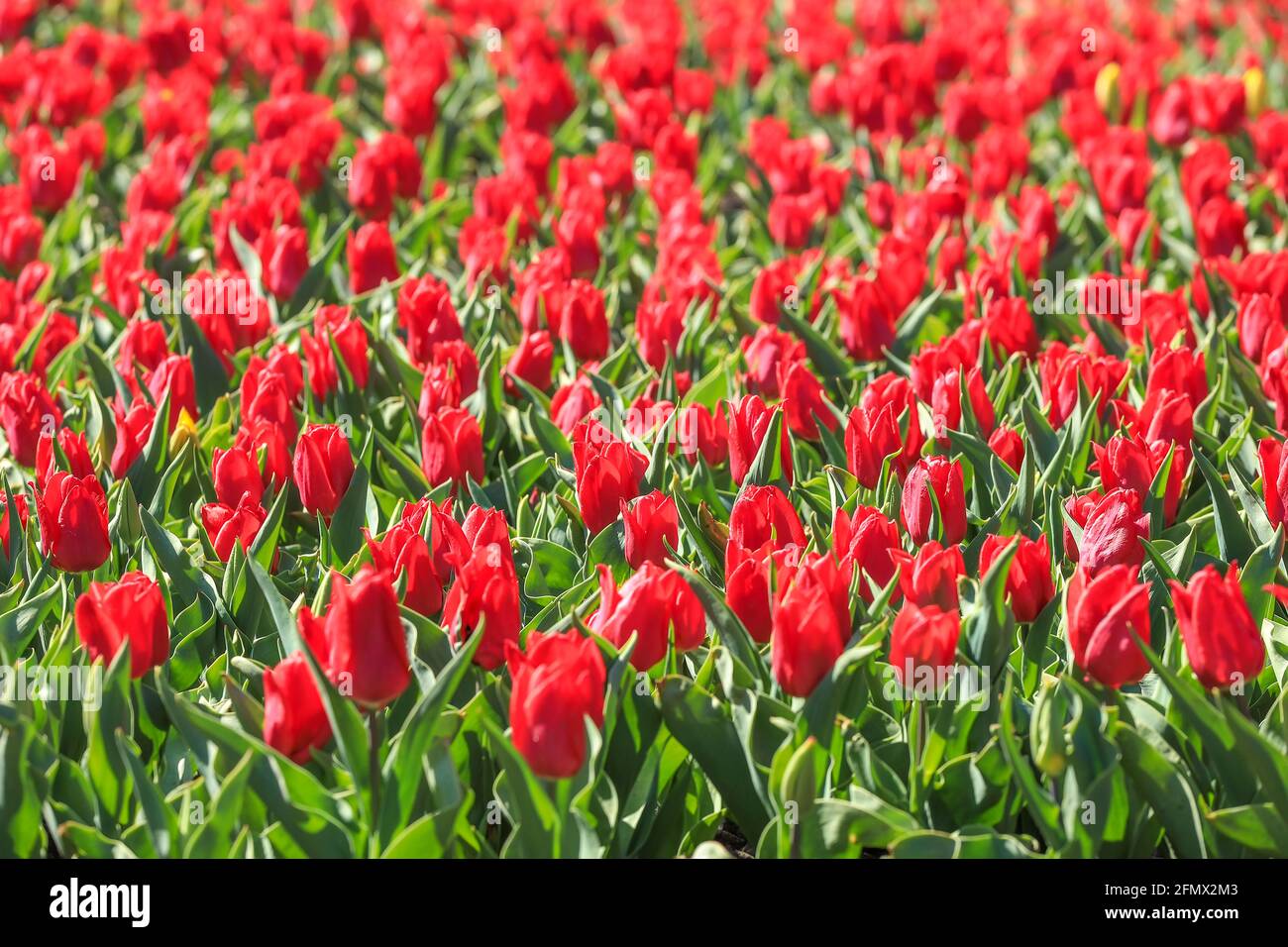 Schönes Feld von roten Tulpen, Frühling Blume im Freien Hintergrund Stockfoto