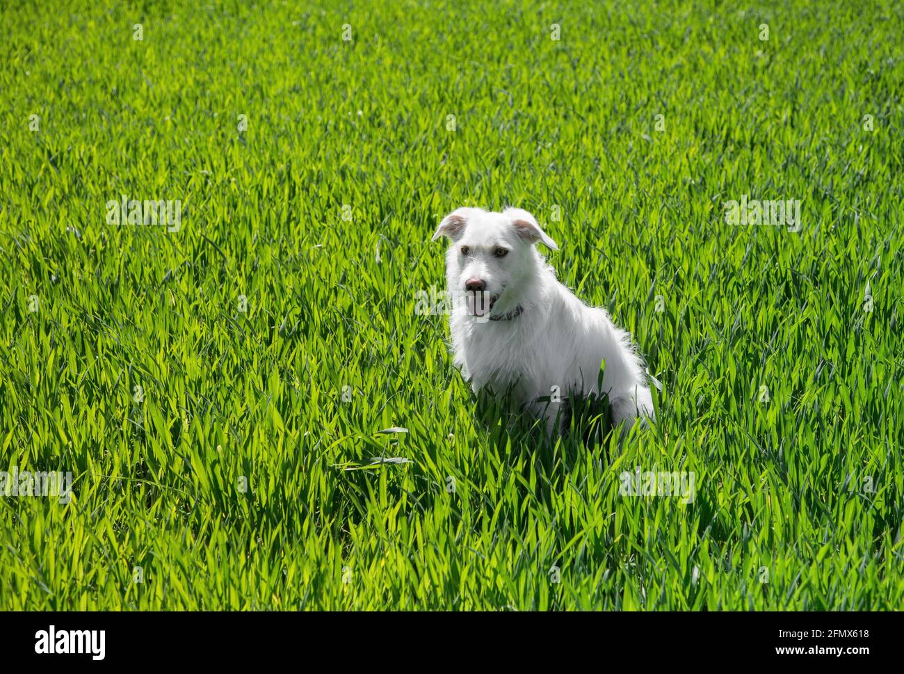 Porträt eines weißen jungen Hundes im leuchtend grünen Gras an einem sonnigen Tag. Menschlicher Freund, Lieblingstier Stockfoto