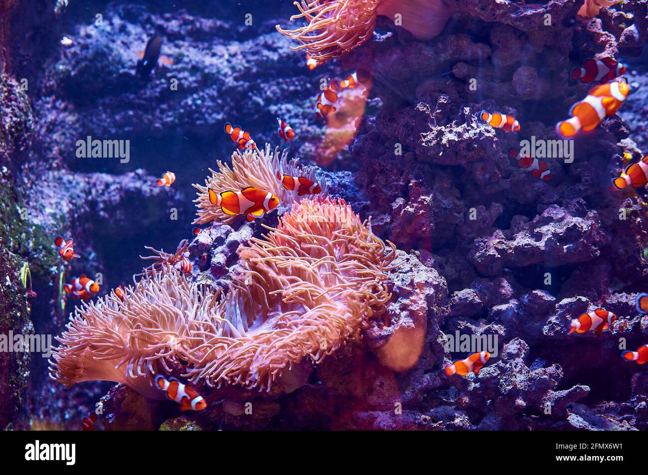 Clownfische in der Nähe von Korallen Stockfoto