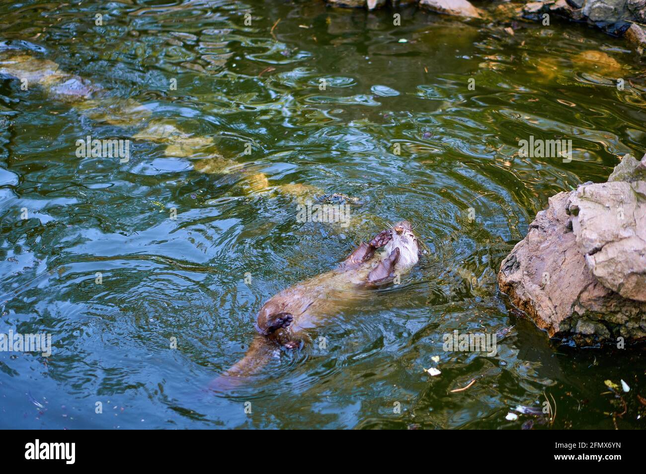 Otter spielt mit einem Stein in einem Teich Stockfoto
