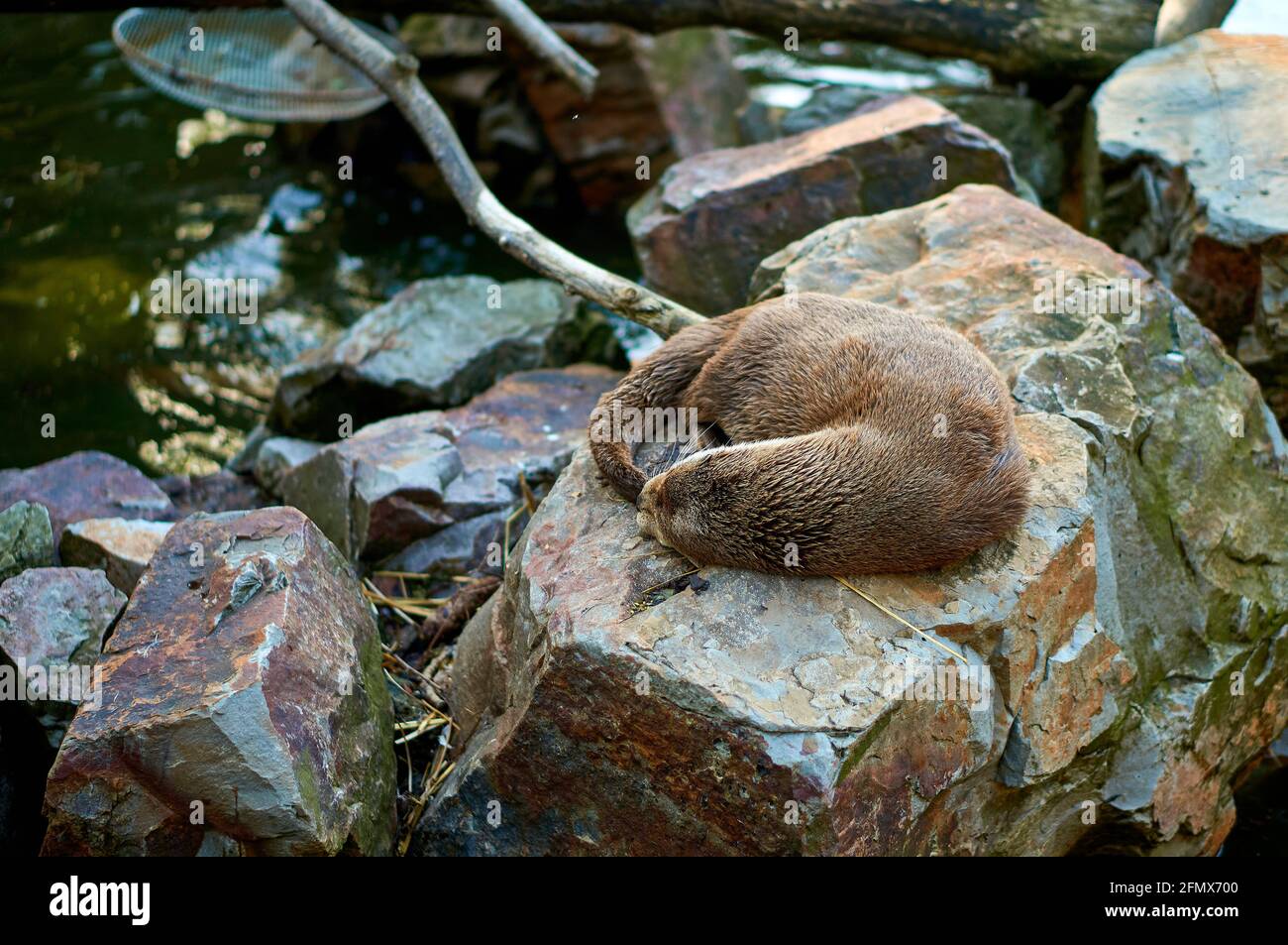 Otter schläft auf einem Stein neben einem Teich Stockfoto