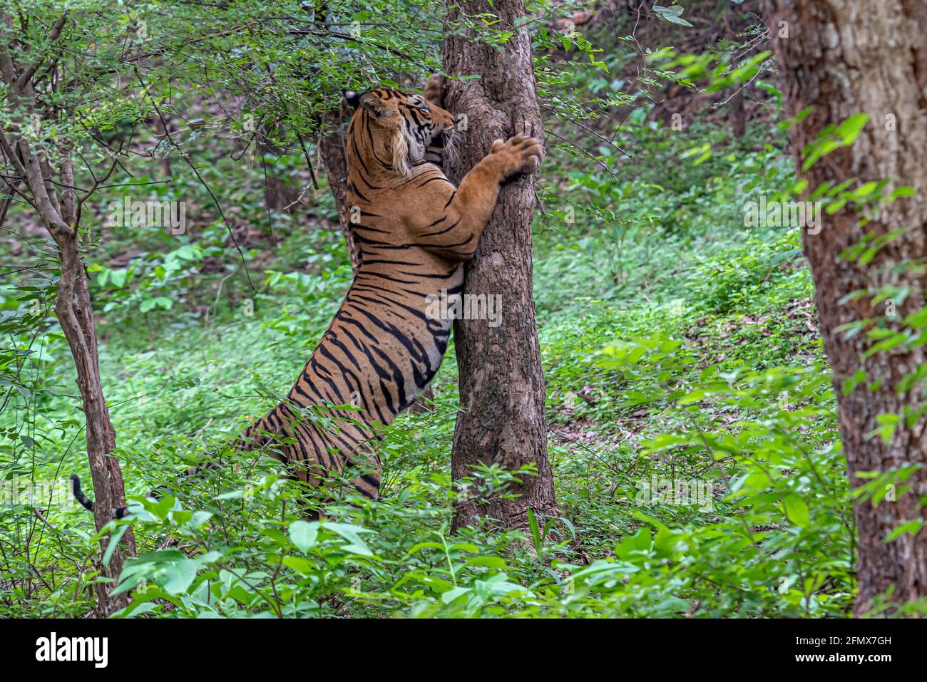 Tiger markiert Gebiet im Wald. Stockfoto