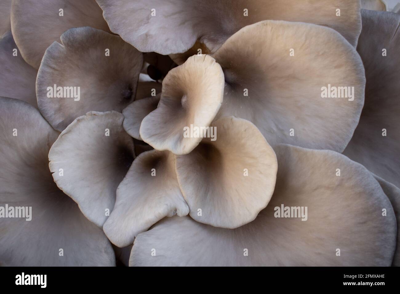 Nahaufnahme von organischen Pleurotus ostreatus Pilzen, auch als Austernpilze oder Austernpilz bekannt. Cluster von Pilzen Textur oder Hintergrund Stockfoto