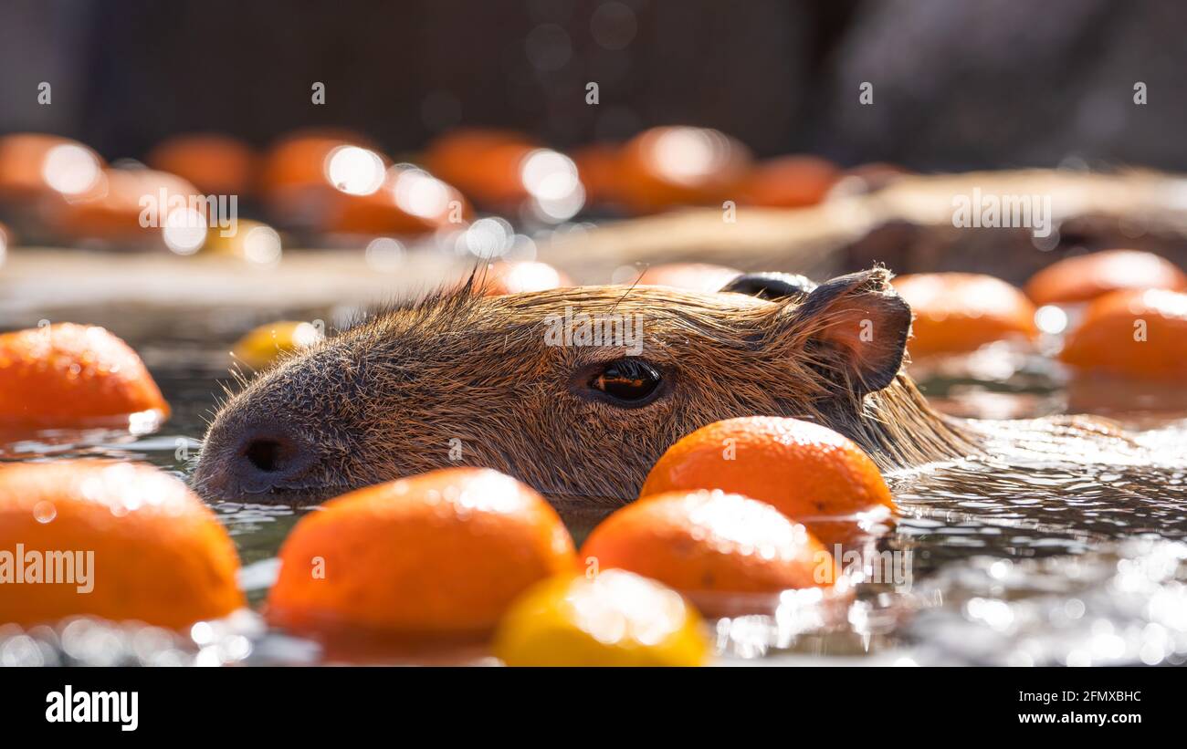 Capybara im Bad in Japan Stockfoto
