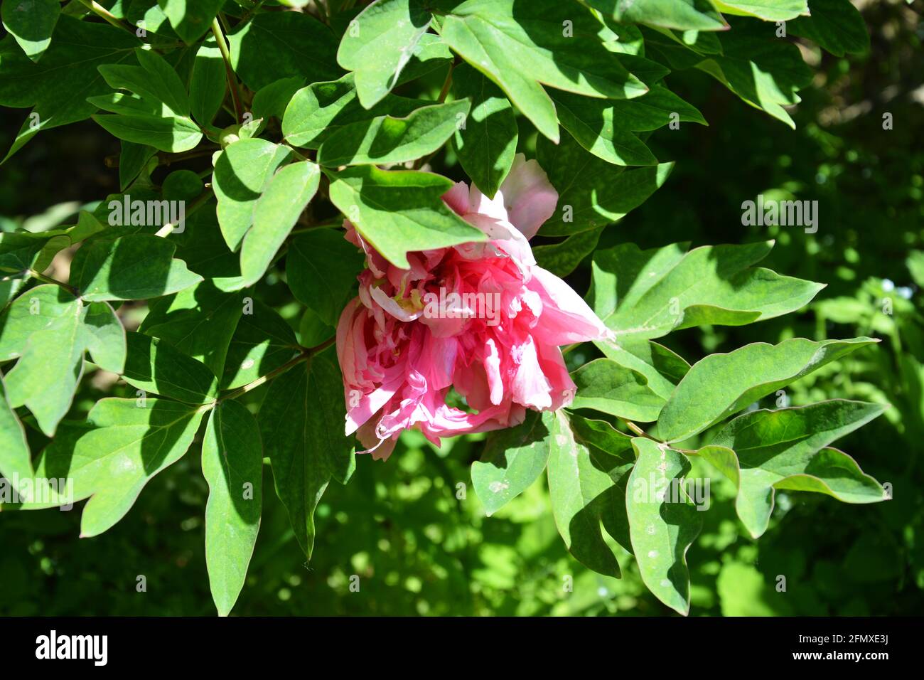 Unter den grünen Blättern verbirgt sich eine rosa Pfingstrose An sonnigen Tagen Stockfoto