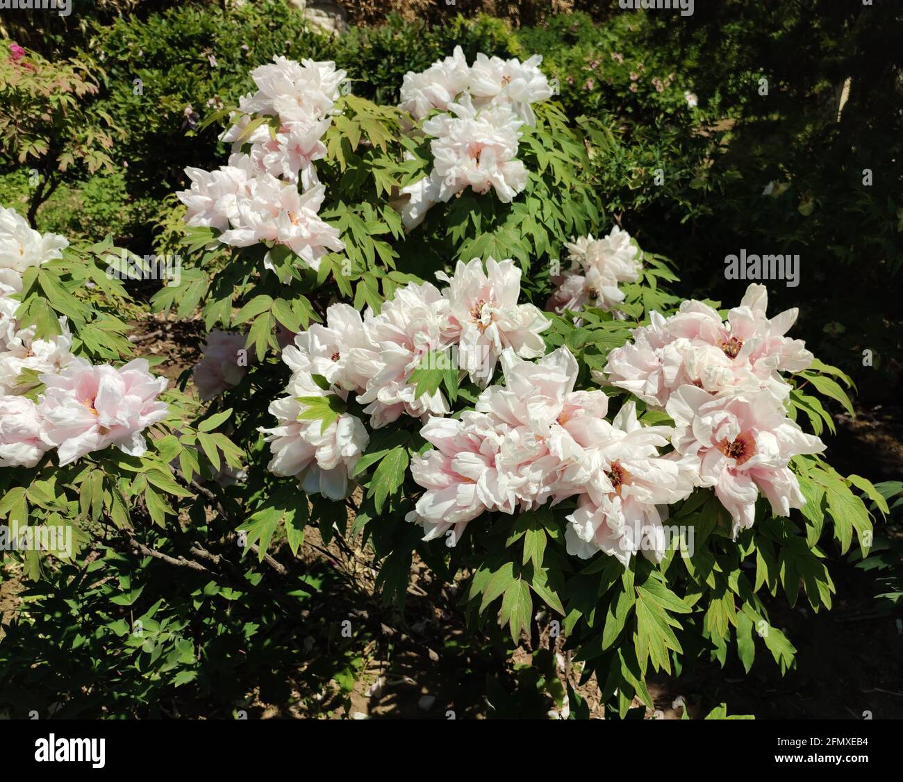 Rosa und weiße Pfingstrosen blühen im Garten bei Sonnenschein Frühlingstag Stockfoto