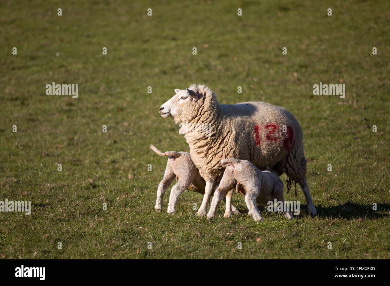 Mutterschafe mit 2 Lämmern, Cotswolds, Gloucestershire, England, Vereinigtes Königreich, Europa Stockfoto