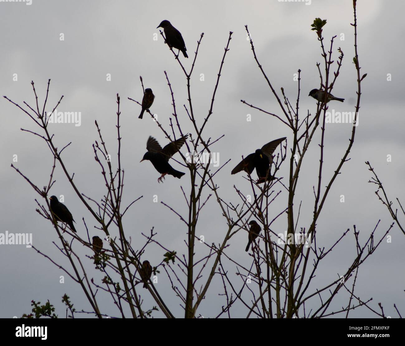 Starling und Spatzen roosten Stockfoto