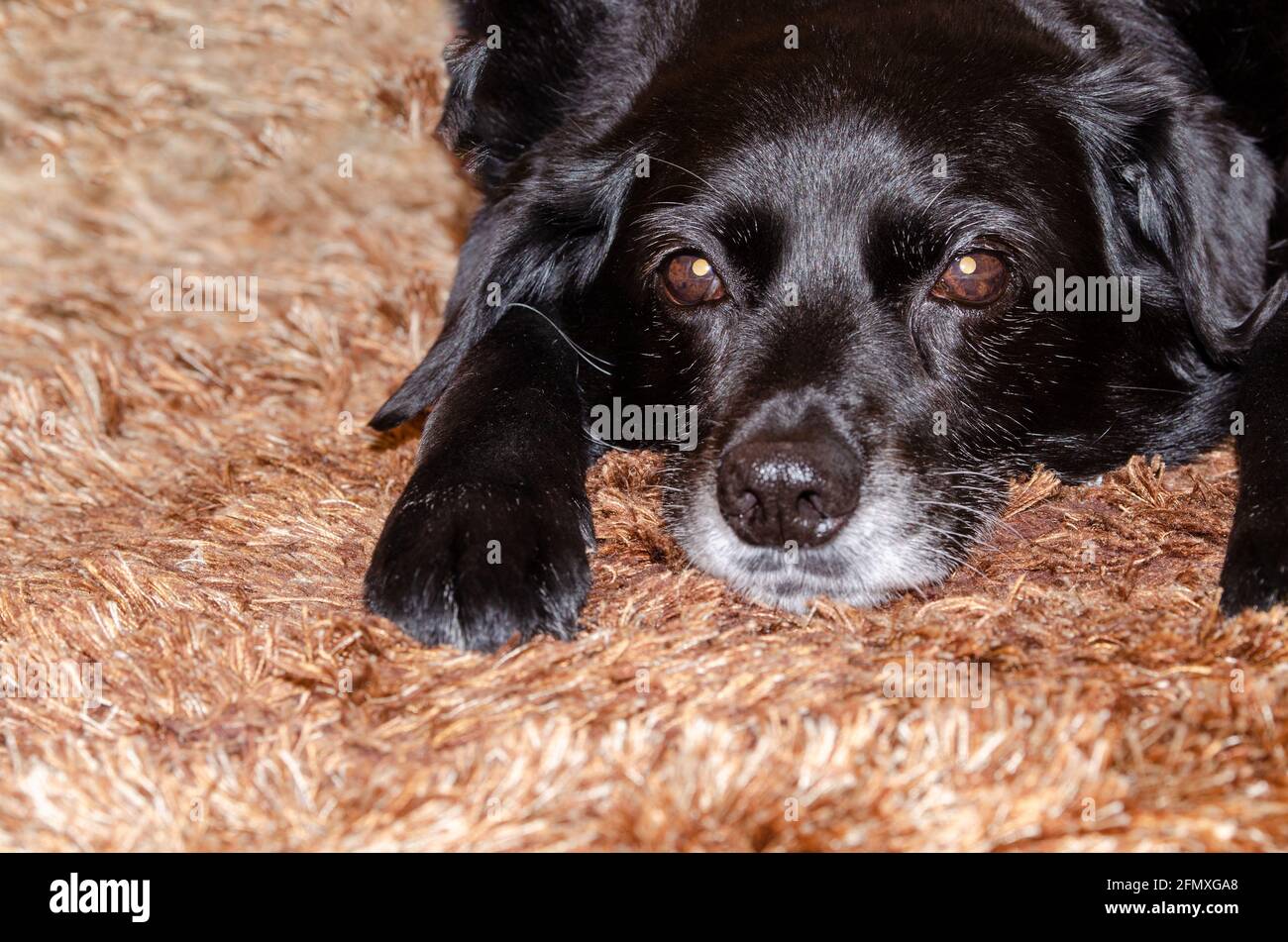 Älterer Hund mit schwarzem Fell und grauer Schnauze Auf dem braun behaarten Teppich Stockfoto