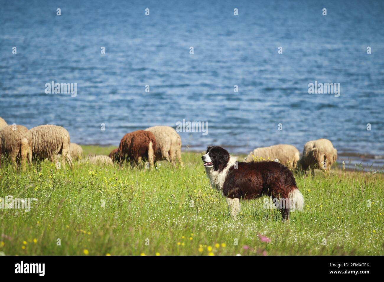 Der Karakachan Hund und die Herde Stockfoto