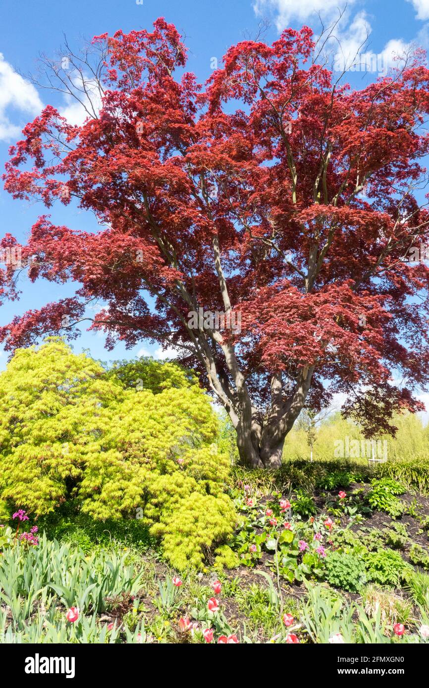 Roter Acer Palmatum Baum Japanischer Ahornbaum Frühlingslaub, roter Acer Palmatum 'Fireglow' grüner Acer Palmatum 'Dissectum viridis' Frühlingsgarten Stockfoto