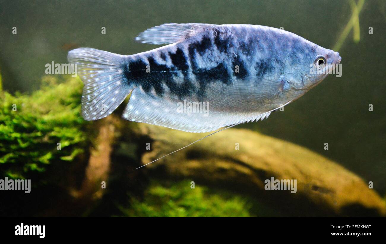 Ein wunderschöner blauer Fisch vom Typ drei-Punkt-Gurami und verschiedene Opalgurami oder blaue Gurami. Dies ist ein tropischer und asiatischer Fisch. Stockfoto