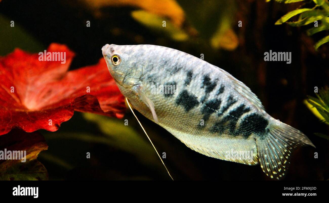 Ein wunderschöner blauer Fisch vom Typ drei-Punkt-Gurami und verschiedene Opalgurami oder blaue Gurami. Dies ist ein tropischer und asiatischer Fisch. Stockfoto