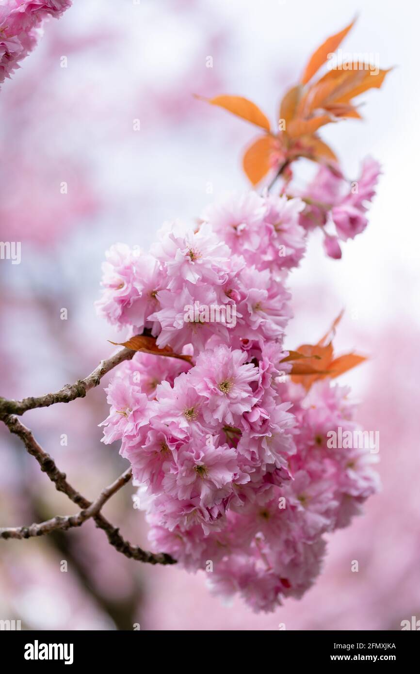 Schöne japanische blühende Kirsche Kwanzan Baum in voller Blüte mit Flacher Freiheitsgrad Stockfoto