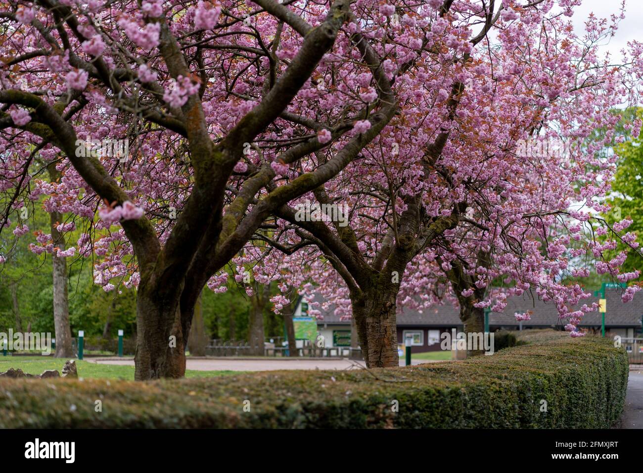 Schöne japanische blühende Kirsche Kwanzan Baum in voller Blüte mit Flacher Freiheitsgrad Stockfoto