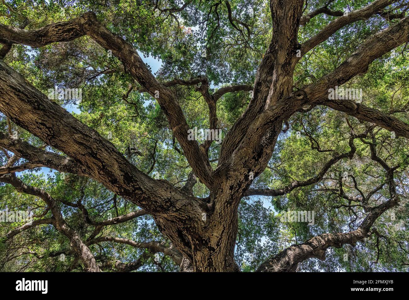 Baumkrone aus Eichenholz mit verdrehten Ästen. Stockfoto