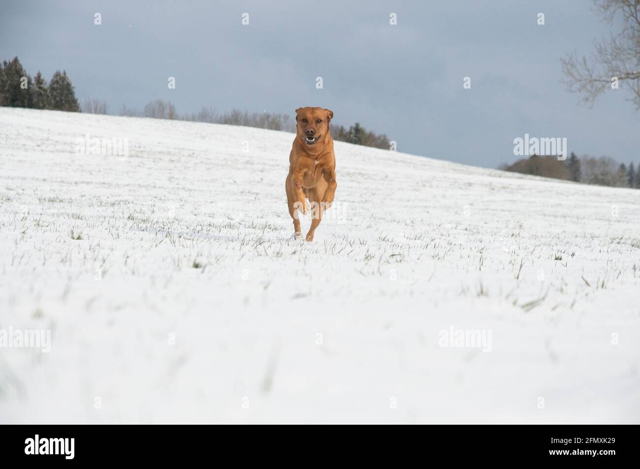 Fröhlich rot braun Fuchs Labrador Retriever Hund läuft in der Schnee Stockfoto