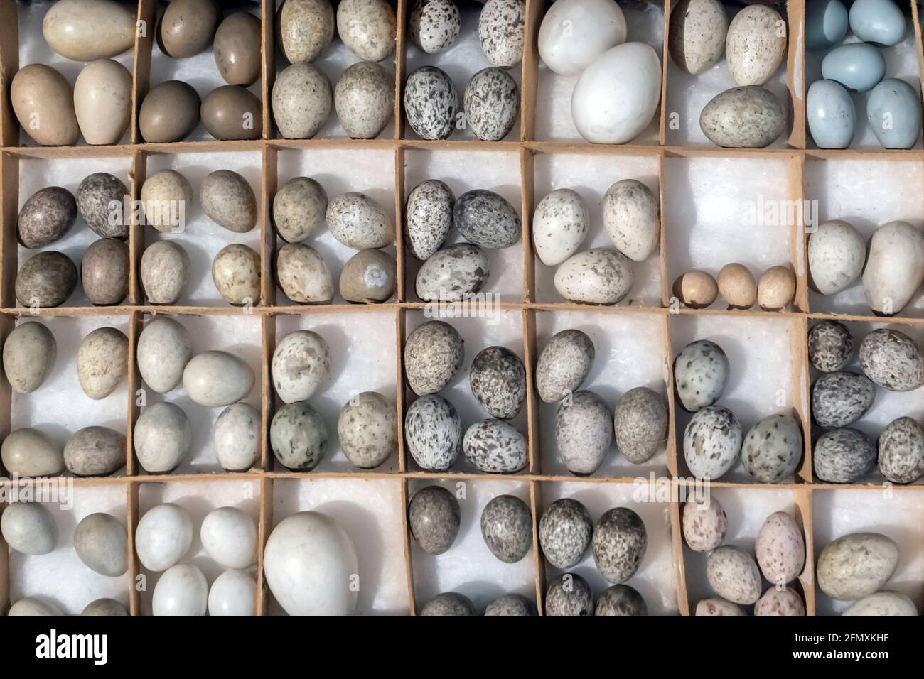 Öologische Sammlung von Eiern. Eier der Ordnung Sperling-like. Viele ostereier. Stockfoto