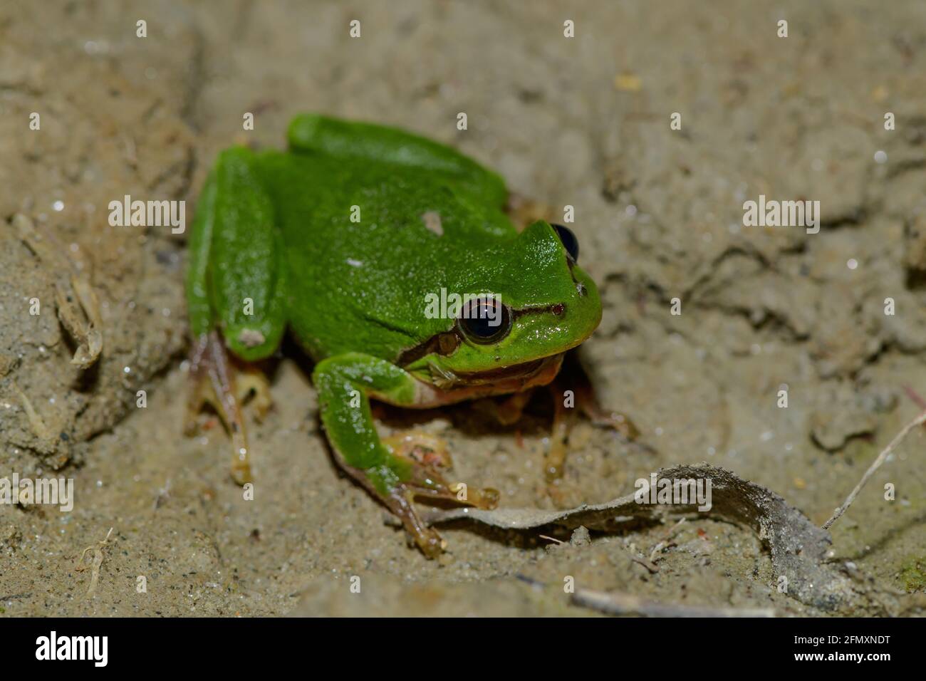 Männlicher Baumfrosch, hyla arborea quakend in einem Flusswald in österreich Stockfoto