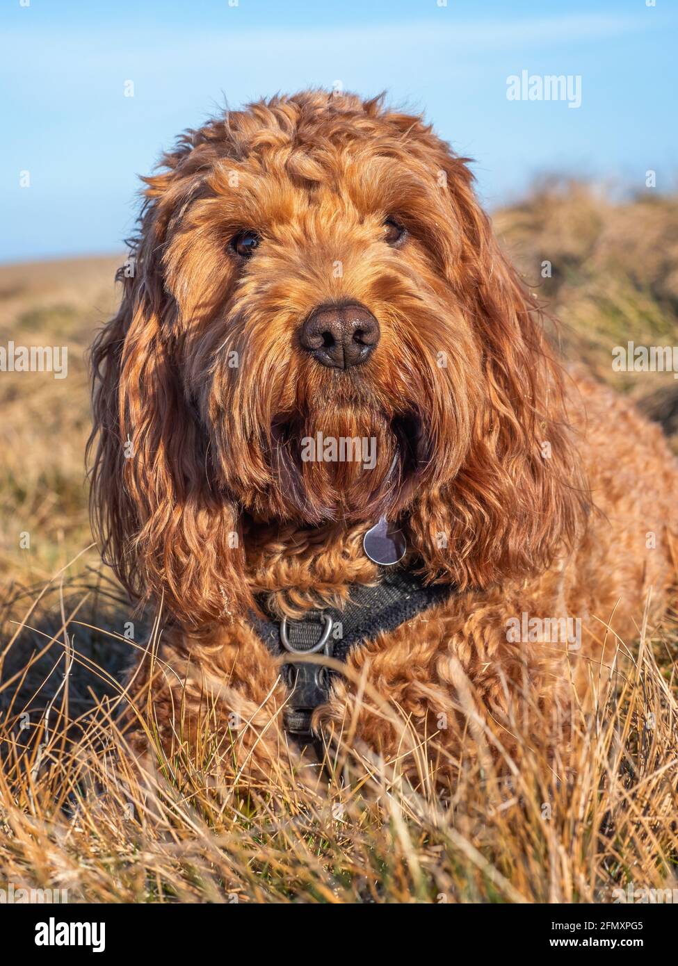 Cockapoo Hund liegt im Gras und genießt die Abendsonne Stockfoto