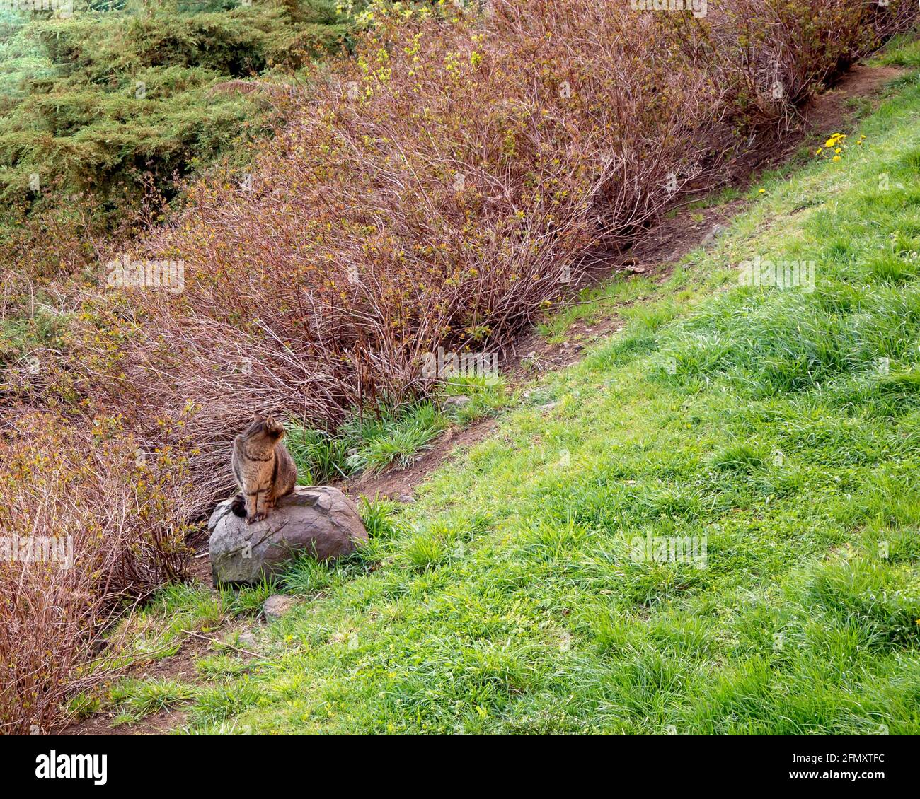 Katze sitzt auf einem Stein vor dem Rasen - Blick nach hinten Stockfoto