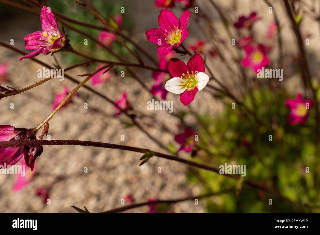 Saxifraga arendsii. Blühender Saxifraga mit genetischer Mutation im Steingarten. Steingarten mit kleinen hübschen rosa Blüten. Stockfoto