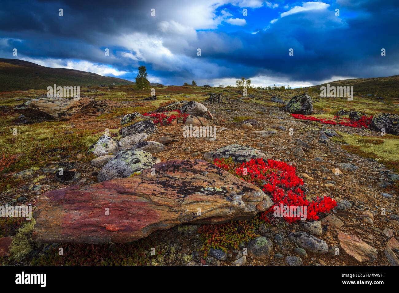 Red Mountain Avens, Dryas octopetala und die eindrucksvolle Abendlandschaft in Hjerkinn, Dovrefjell, Dovre kommune, Norwegen, Skandinavien. Stockfoto