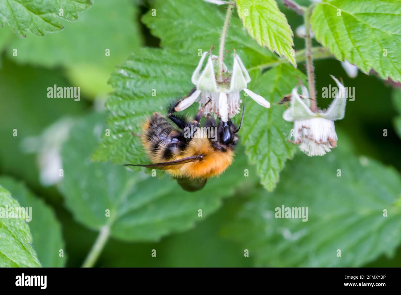 Moss Carder Bee Bombus Muscorum Hummeln ernähren sich von wilden Himbeerblumen Highlands of Scotland Stockfoto