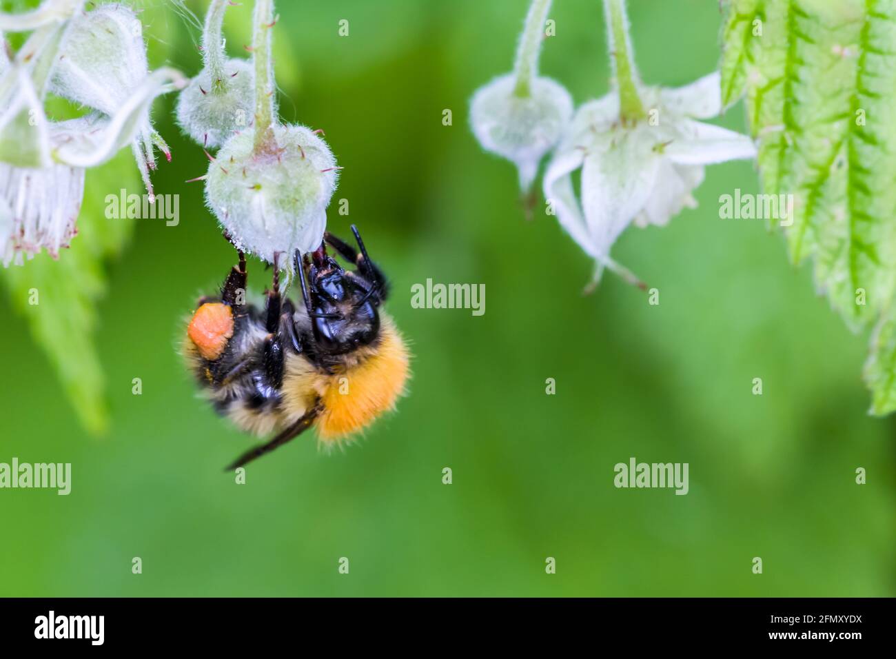 Moss Carder Bee Bombus Muscorum Hummeln ernähren sich von wilden Himbeerblumen Highlands of Scotland Stockfoto