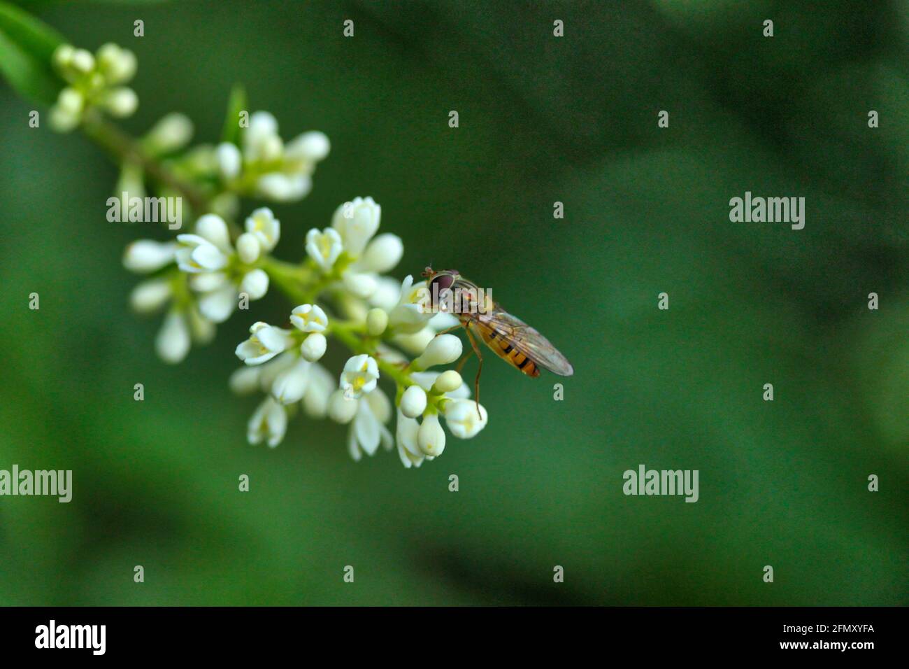 Gewöhnliche Schwebfliege, die auf Blume sitzt. Stockfoto