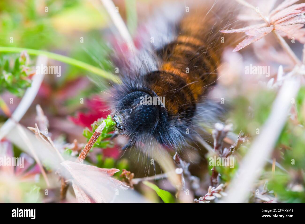 Fuchsmotte Macrothylacia rubi Raupe oder Larven, die sich von Heidekraut ernähren Schießt im schottischen Hochland Stockfoto