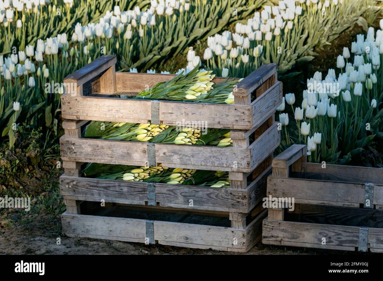 WA20184-00....WASHINGTON - frisch geschnittene Tulpen im Skagit Valley verpackt und bereit zum Abholen. Stockfoto