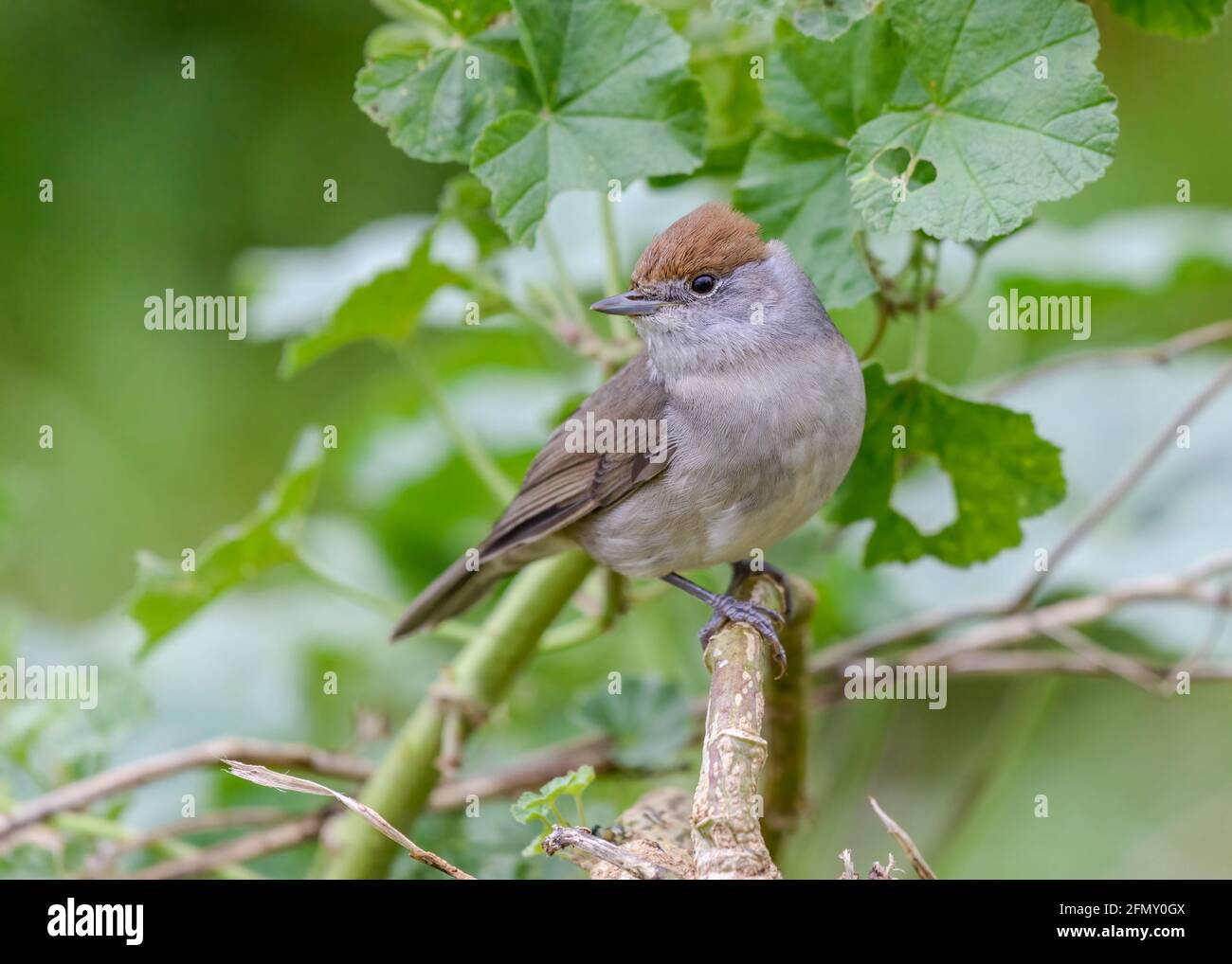 Schwarze Kappe (Sylvia atricapilla) Weibchen am Ast in Unterholz-Gestrüpp Stockfoto