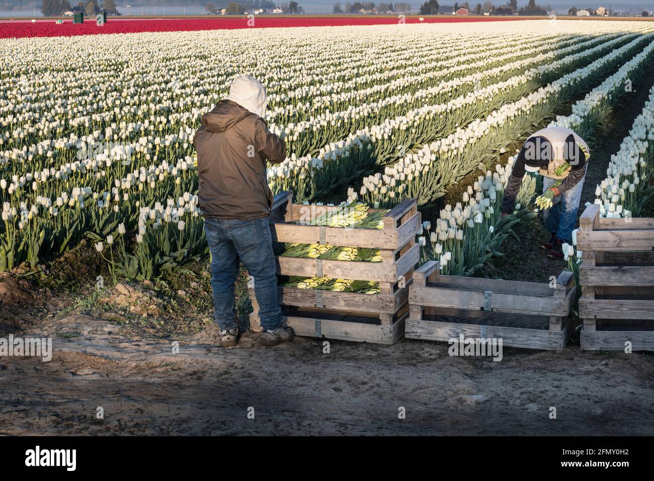 WA20185-00....WASHINGTON - Feldhände schneiden Tulpen im Skagit Valley ab, um eingepackt und zur Abholung bereit zu sein. Stockfoto