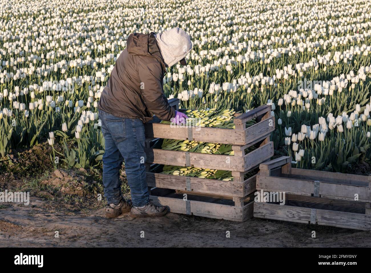 WA20186-00....WASHINGTON - Field Hand cut Tulpen im Skagit Valley, verpackt und bereit zur Abholung. Stockfoto