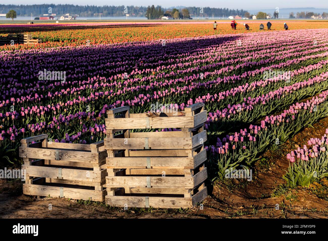 WA20187-00....WASHINGTON - Feldhände schneiden Tulpen im Skagit Valley ab, um eingepackt und zur Abholung bereit zu sein. Stockfoto