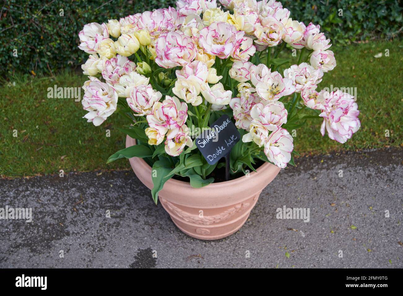 Tulip’s (Tulipa) „Shirley Double“ wächst in der Frühlingssonne. East Yorkshire, England, Großbritannien. Stockfoto