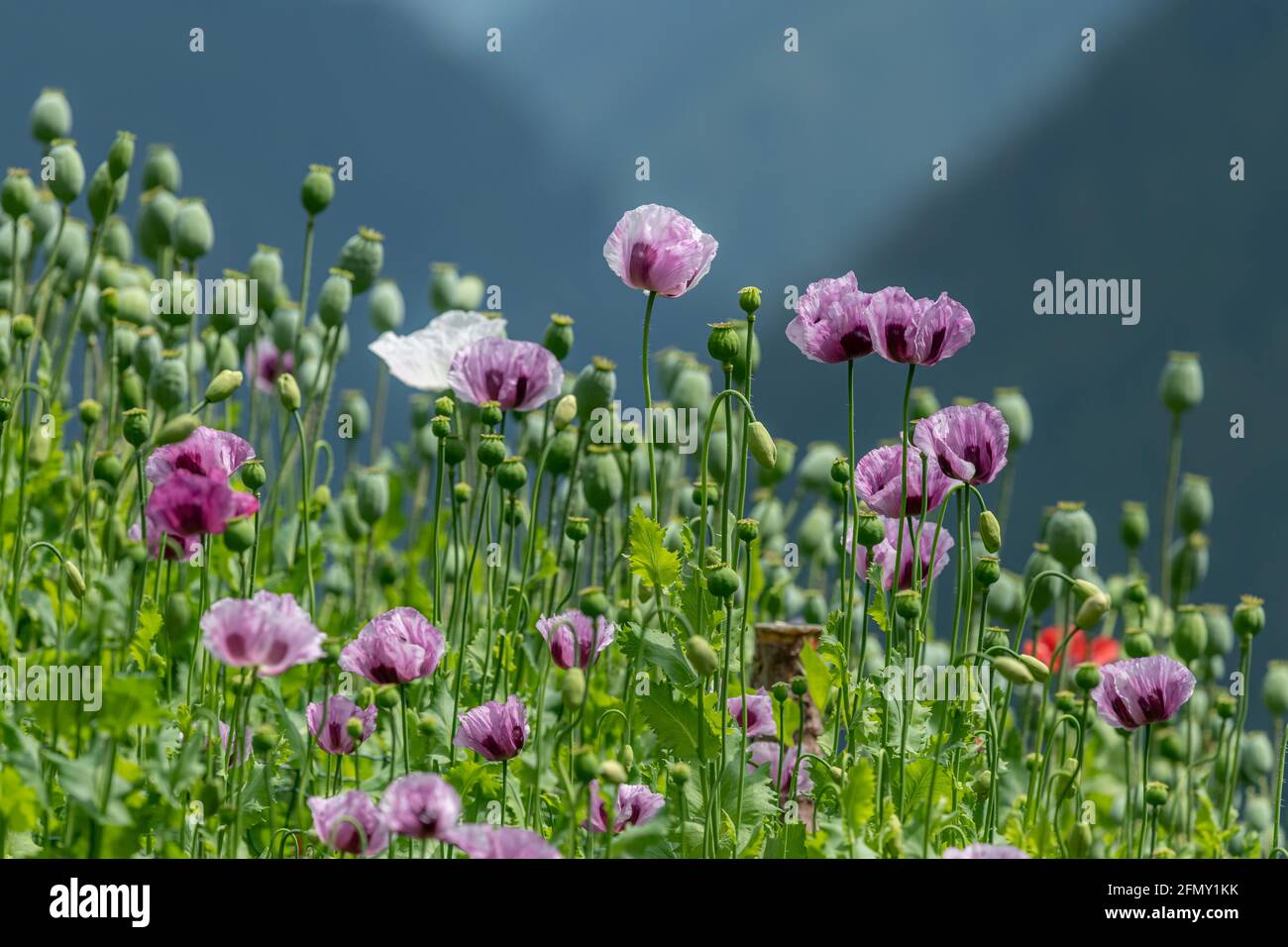 Nahaufnahme eines bunt blühenden Mohnfeldes, sonniger Tag in den alpen in Südtirol (Italien) Stockfoto