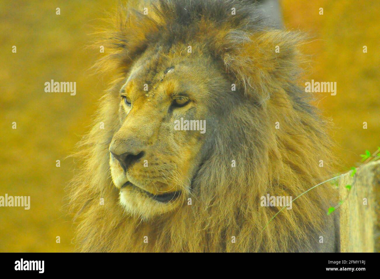 Afrikanischer Löwe (Panthera leo), der König der Bestien Stockfoto